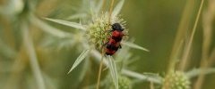 Trichodes apiarius Trichode des abeilles sous réserve