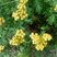 Tanaisie (tanacetum vulgare)