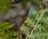 Thécla de la ronce - Callophrys rubi