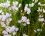 Ail à fleurs roses (Alium roseum)