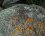 Granite rose recouvert de divers lichens