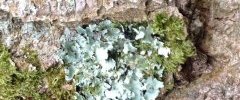 Lichen