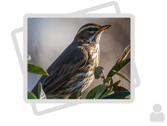 Des oiseaux (Mhyrdin)