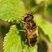 Eristalis sp.