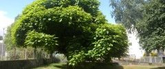 Catalpa ?