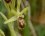 Ophrys sphegodes - sous réserve 