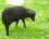 Mouton noir de Ouessant : un juvénile