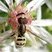 Syrphe géminé (Toxomerus geminatus) victime du champignon parasitaire Entomophthora muscae