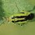 Punaise à quatre raies (Poecilocapsus lineatus)