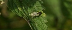 Adelphocoris lineolatus ou Stenotus binotatus