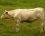 Vache charolaise bretonne