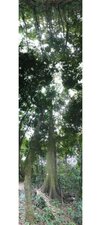Arbres
