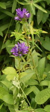 Campanule agglomérée