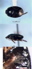 Aethus nigritus