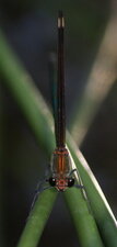 Calopterix hémorroïdal