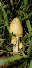 Mushroom