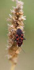Spilosthectus