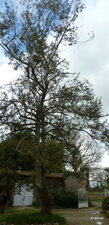 Houx panaché.