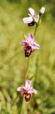 Ophrys abeille