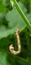 Chenille Allophyes oxyacanthae