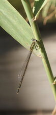 Agrion jouvencelle - femelle - sous réserve