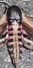 Sphinx du troène Sphinx (Hyloicus) ligustri. Noctuelle.