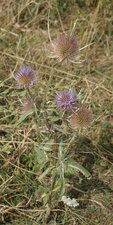 Dipsacus fullonum