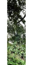 arbres