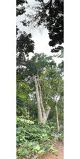 Arbres