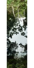 Arbres