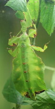 Phasme feuille
