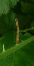 Chenille Allophyes oxyacanthae