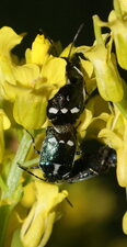Eurydema oleracerum - variante noire & blanc