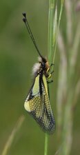 Ascalaphe