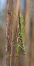 Mantis religiosa