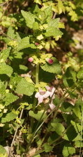 Mélittée à feuilles de mélisse