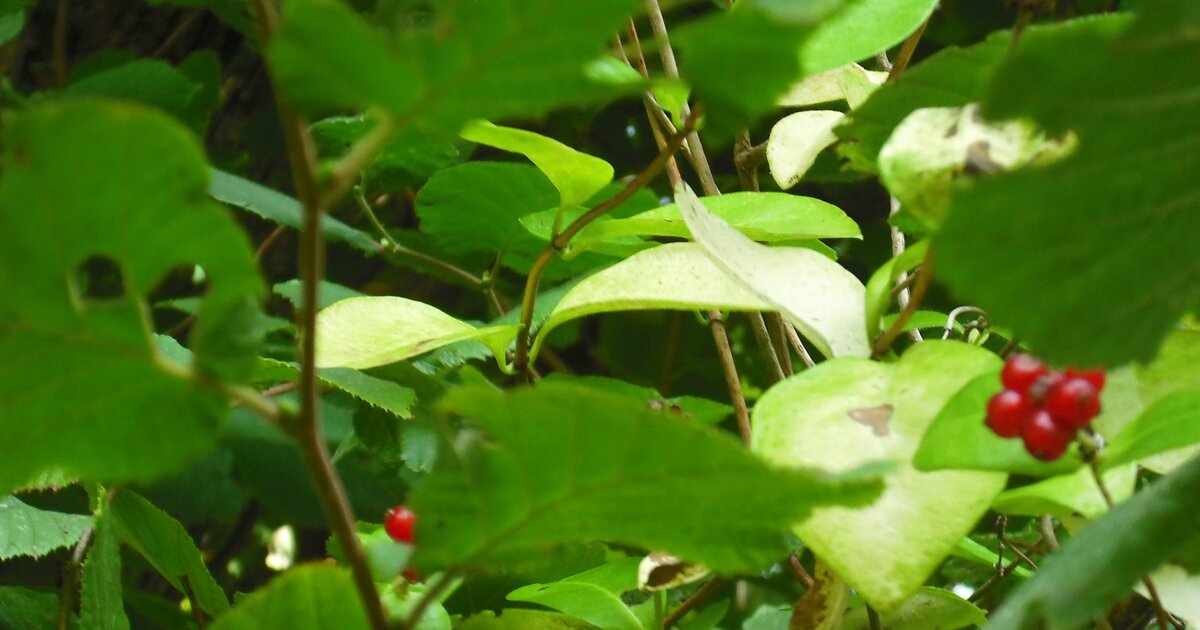 Chevre Fruits Rouges Fruit du chèvre feuille. - Les Taxinomes