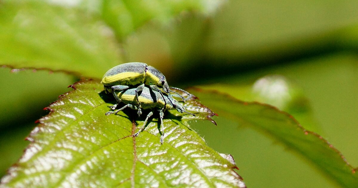 Charante Insect Charançon sp. - Les Taxinomes