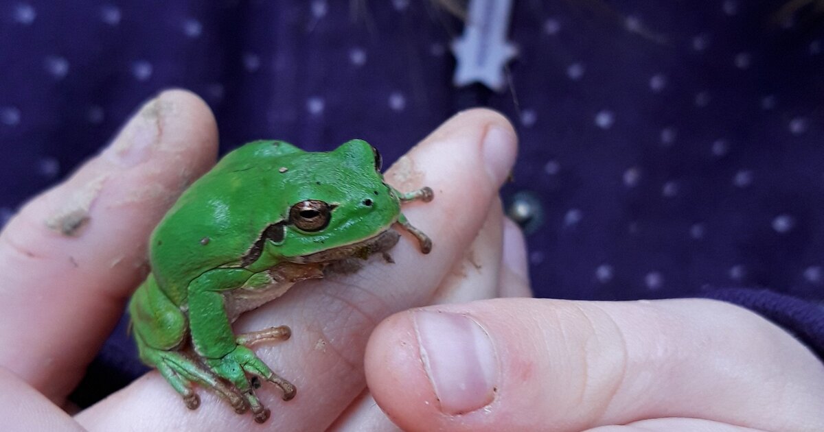 verte grenouille arboricole Les Taxinomes — free download