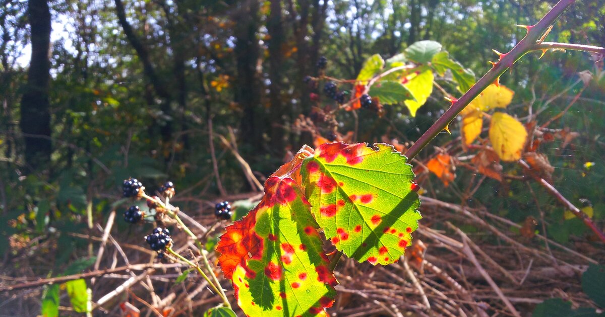 Ronce Commune Ronce commune, ronce des bois, ronce des haies, Rubus fruticosus - Les ...