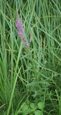 Lythrum salicaria