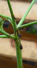 Cochenilles