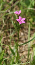 Dianthus armeria