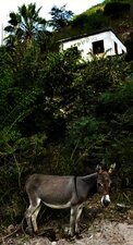 Burro
