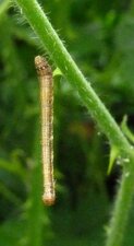 Chenille Allophyes oxyacanthae.