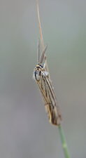 Papillon ?