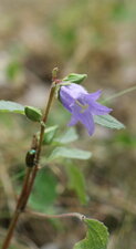 Campanule