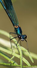 Calopterix splendens - mâle