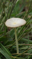 Champignon ombrelle