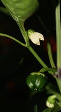 Fleur et fruit de "pebroun"